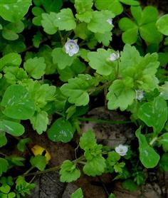 Veronica persica